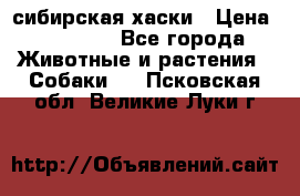 l: сибирская хаски › Цена ­ 10 000 - Все города Животные и растения » Собаки   . Псковская обл.,Великие Луки г.